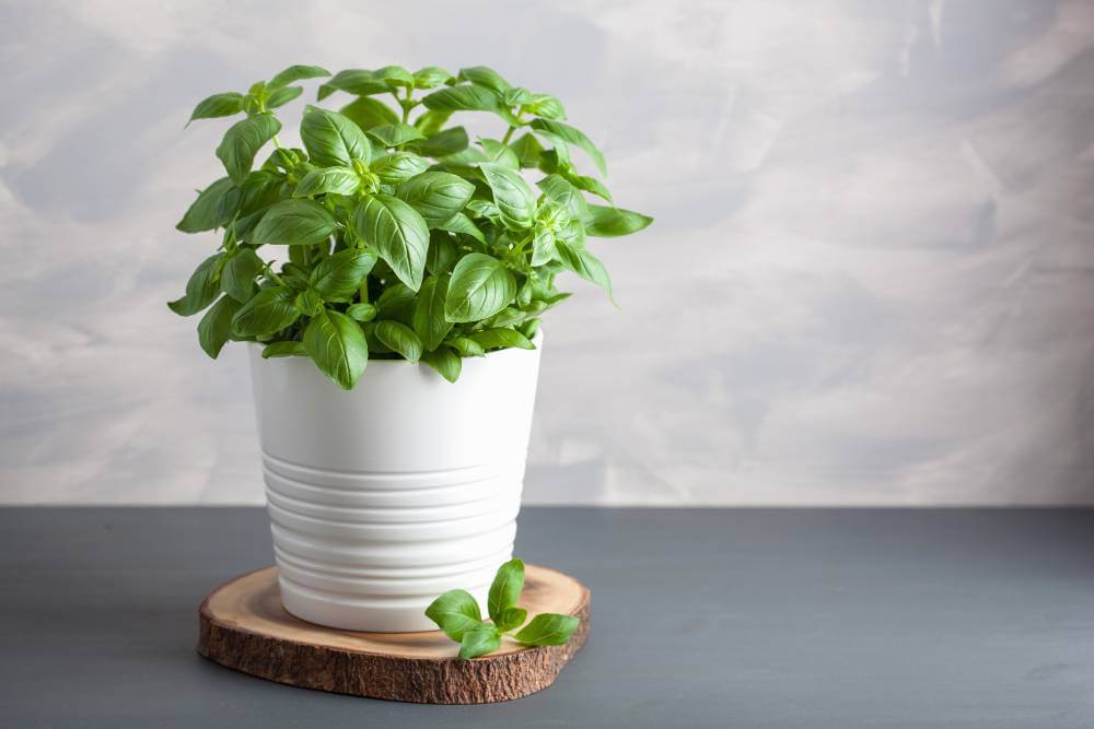 Fresh basil herb in flowerpot