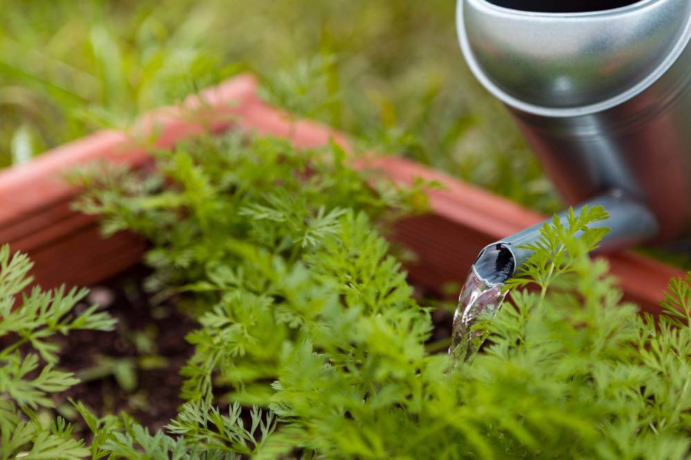 gardener watering plants