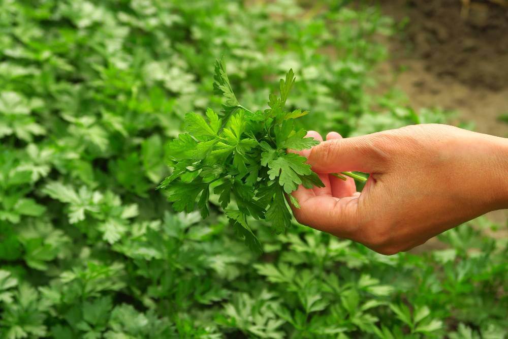 woman collects parsley