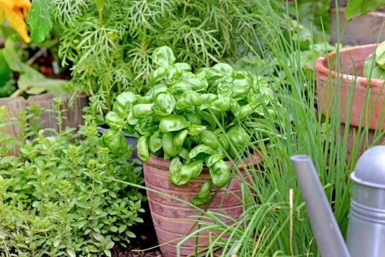 Various herbs in the garden