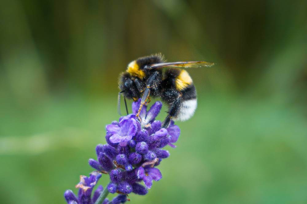 Bee on lavender