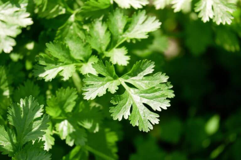 Coriander leaves