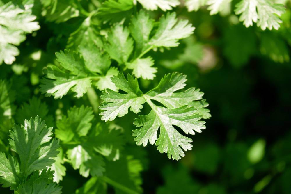 Coriander leaves