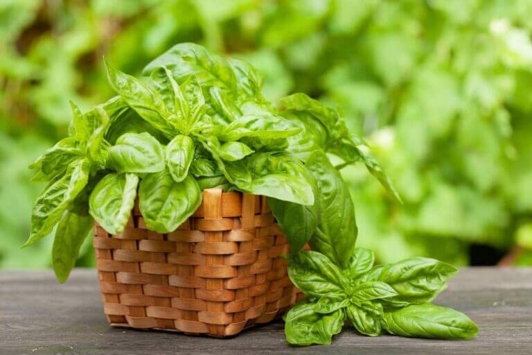 Fresh basil in basket