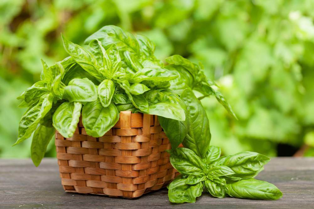 Fresh basil in basket