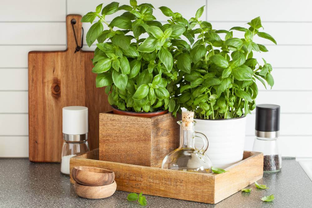 Herb garden in the kitchen