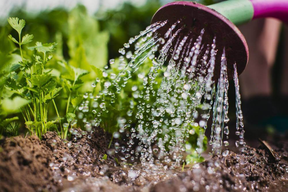Irrigation of herb