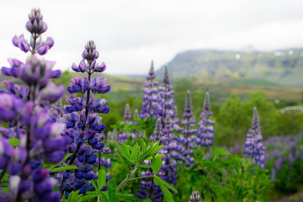 Lavender in the field