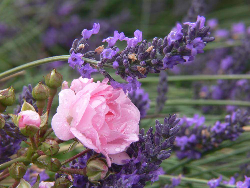Lavender and Roses