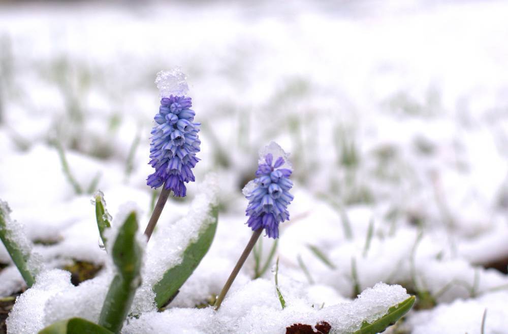 Lavender in the snow