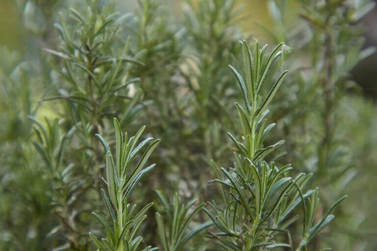 Rosemary leaves