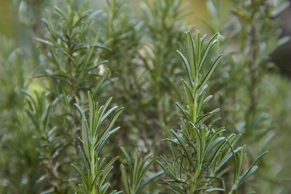 Rosemary leaves