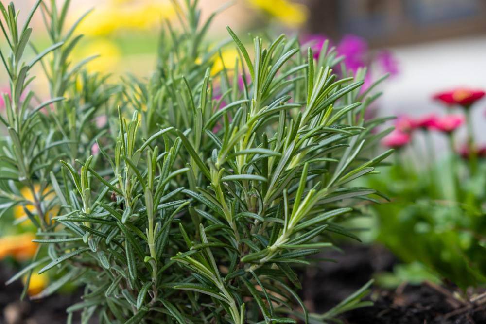 Rosemary plant