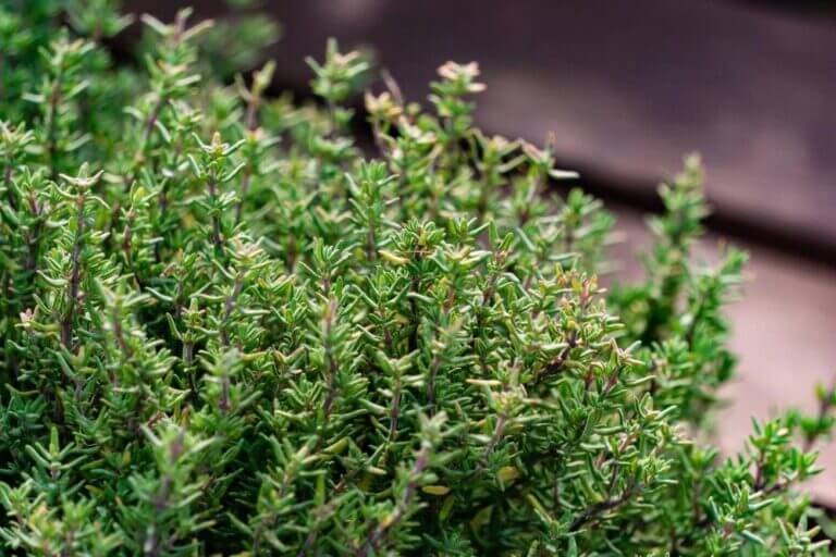 bush of thyme in the garden