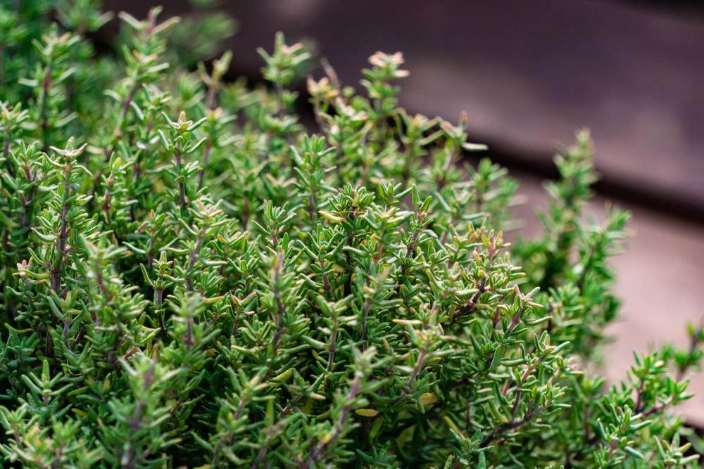 bush of thyme in the garden