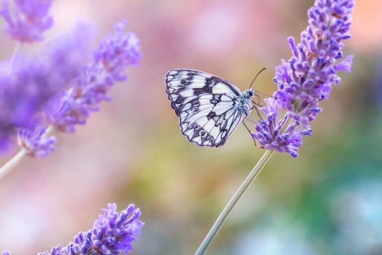 butterfly sitting on a purple lavender