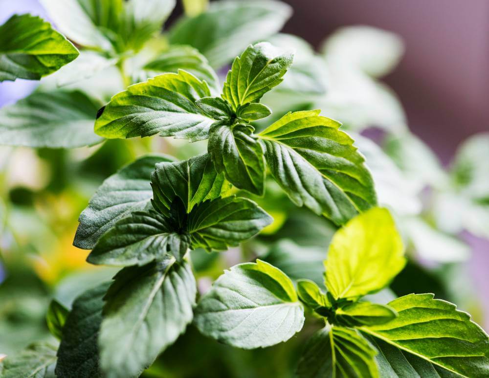 fresh mint in a pot