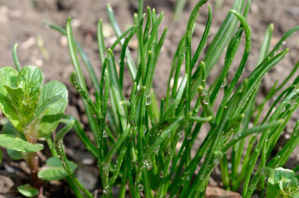 green chives growing in a garden