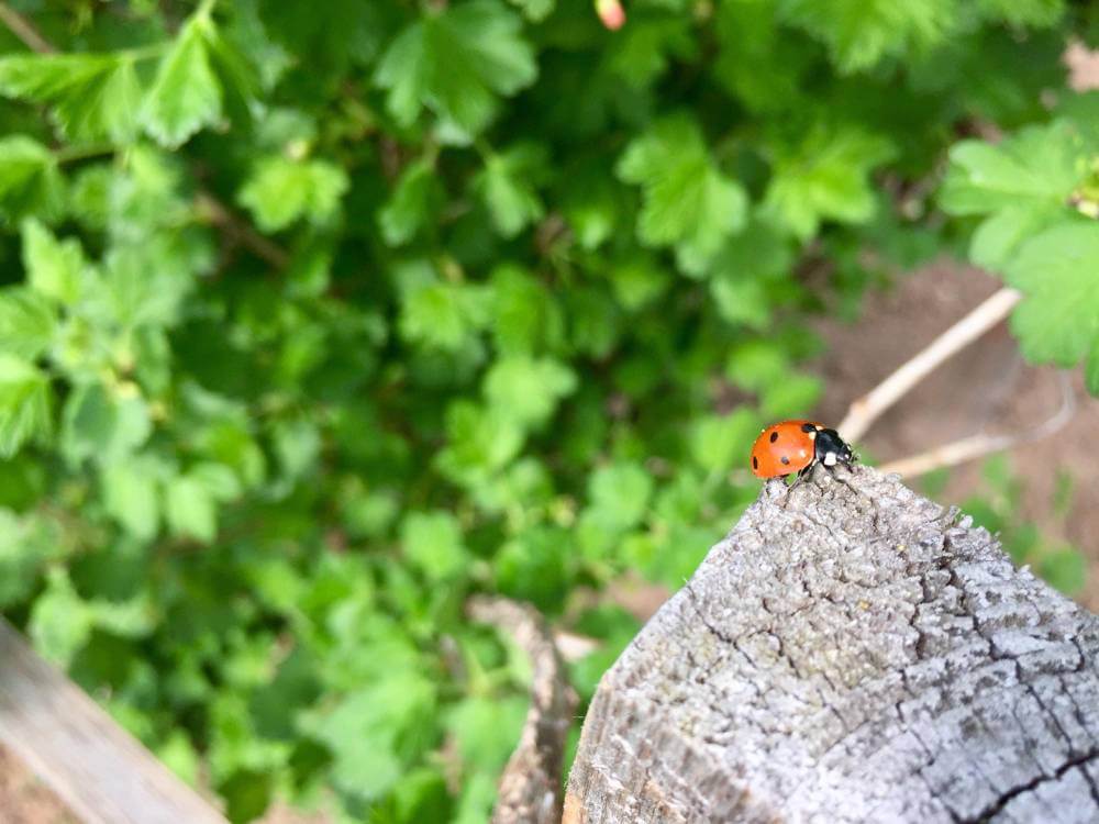 ladybug on plant