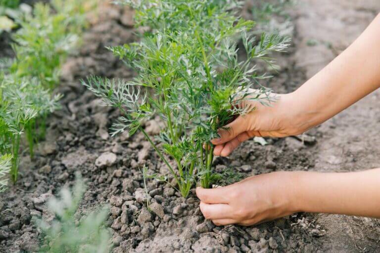 planting dill