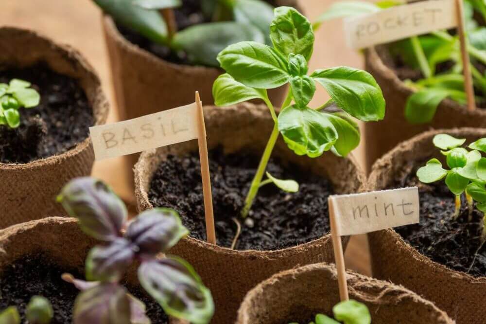 seedlings of mint and basil