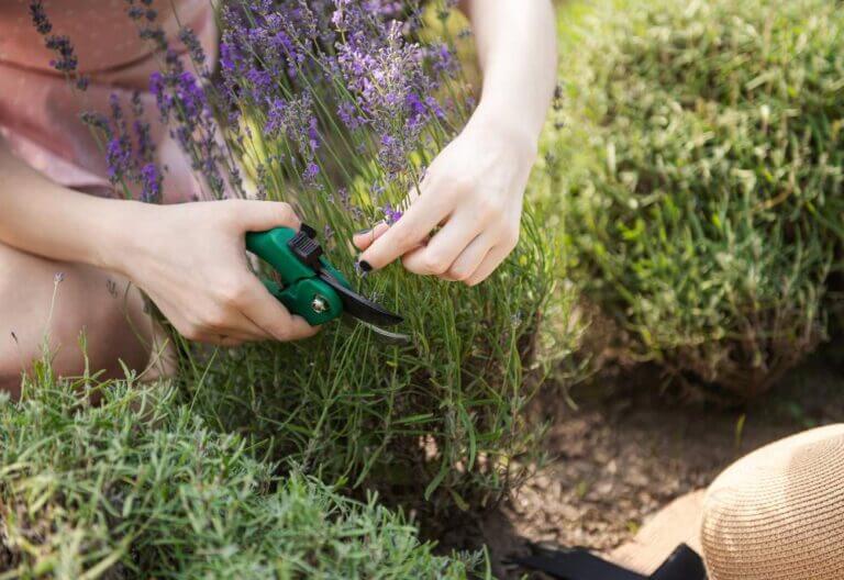 woman cutting bunches of lavender