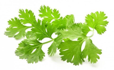 Cilantro Leaves