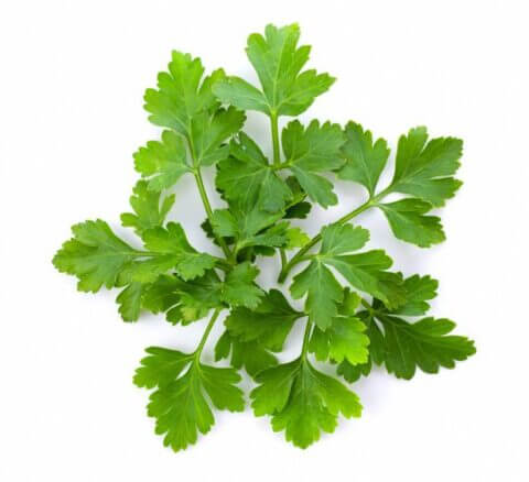 Parsley leaves