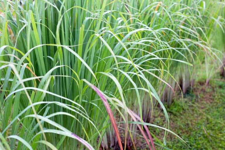 Lemongrass in the garden