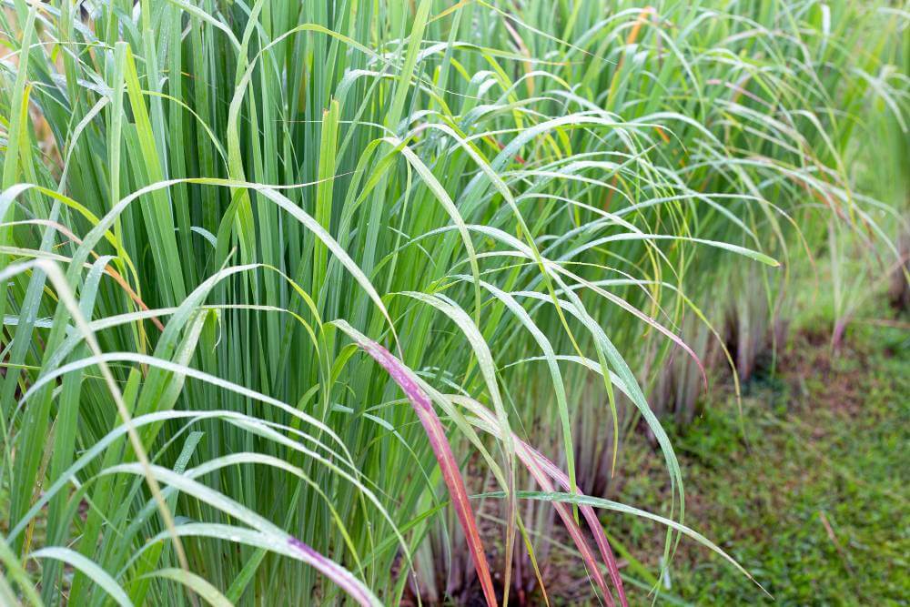 Lemongrass in the garden