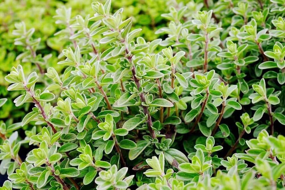 marjoram