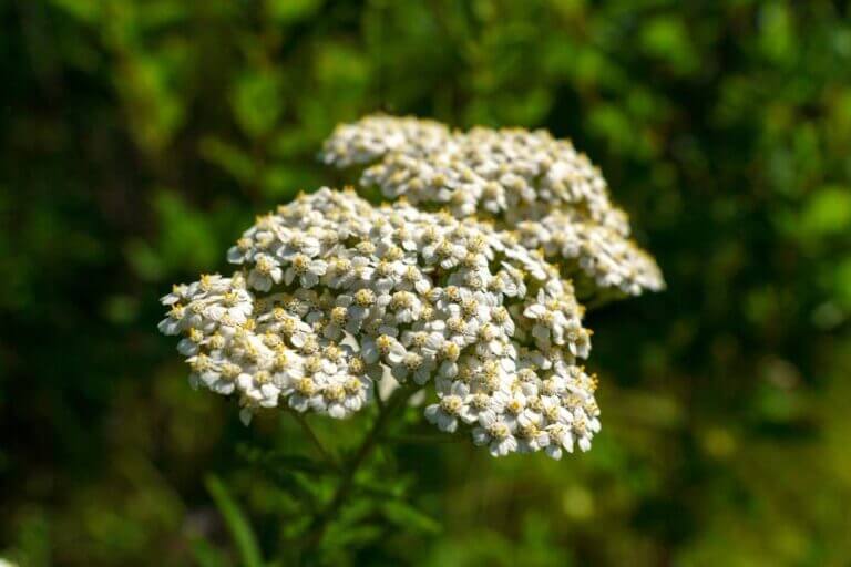 White Yarrow flowers