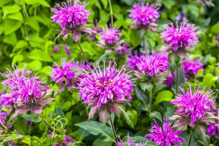 bee balm