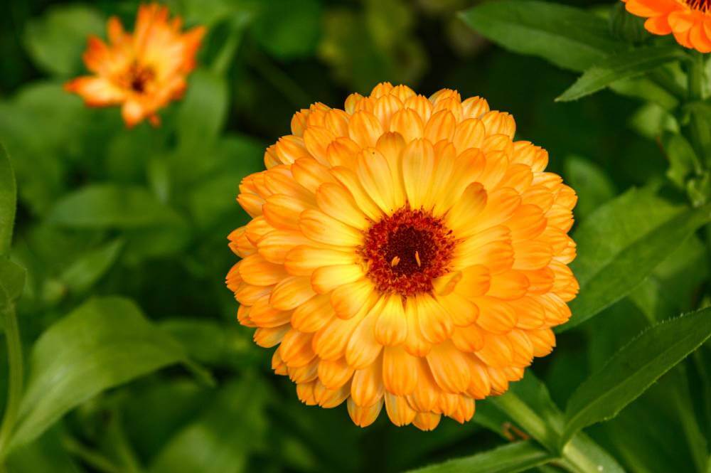 calendula