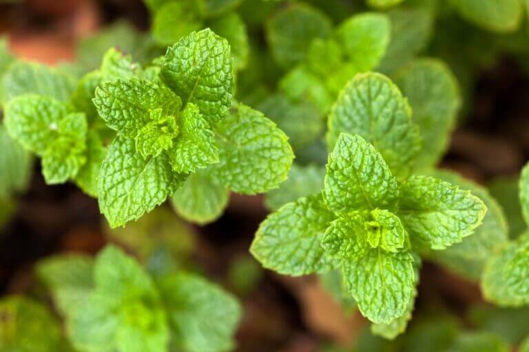 lemon balm