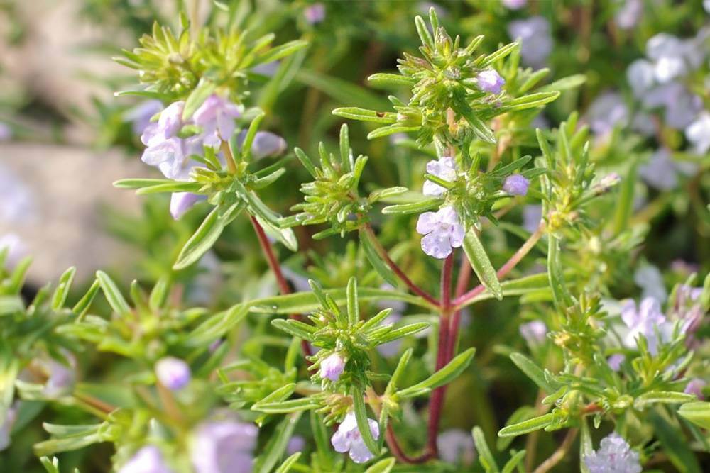 summer savory