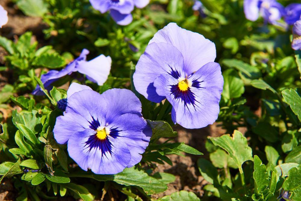 viola in garden